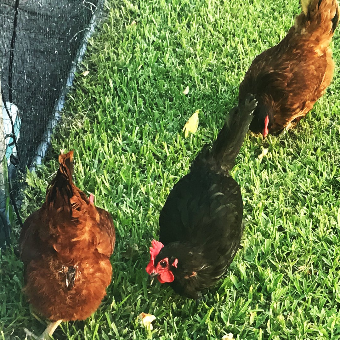 pollofeed's tweet photo. Our live video feed shows our chickens roaming around the coop, and for a small fee, you can instantly feed them from anywhere in the world! The service is a fun and interactive way to digitally live a bit of farm life.
#Pollofeed https://t.co/0eMkouYbeu