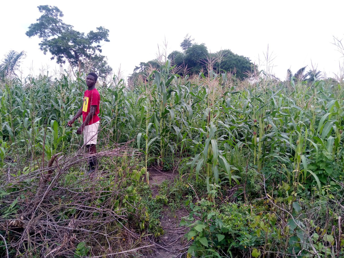 ViFarmsGh's tweet photo. Everything is taking shape now on our maize 🌽 farm. We can't wait to harvest and feed our pigs to produce #leanpork. 

@gea_ghana @NeipGhana @WFP_Ghana @youngabroquah 

#backwardintegration
#ViFarms #yellowcorn #pigfarm #LeanPork #SDGs 
#sustainablefinance #Investinyouth https://t.co/h6TD6Bfj6t