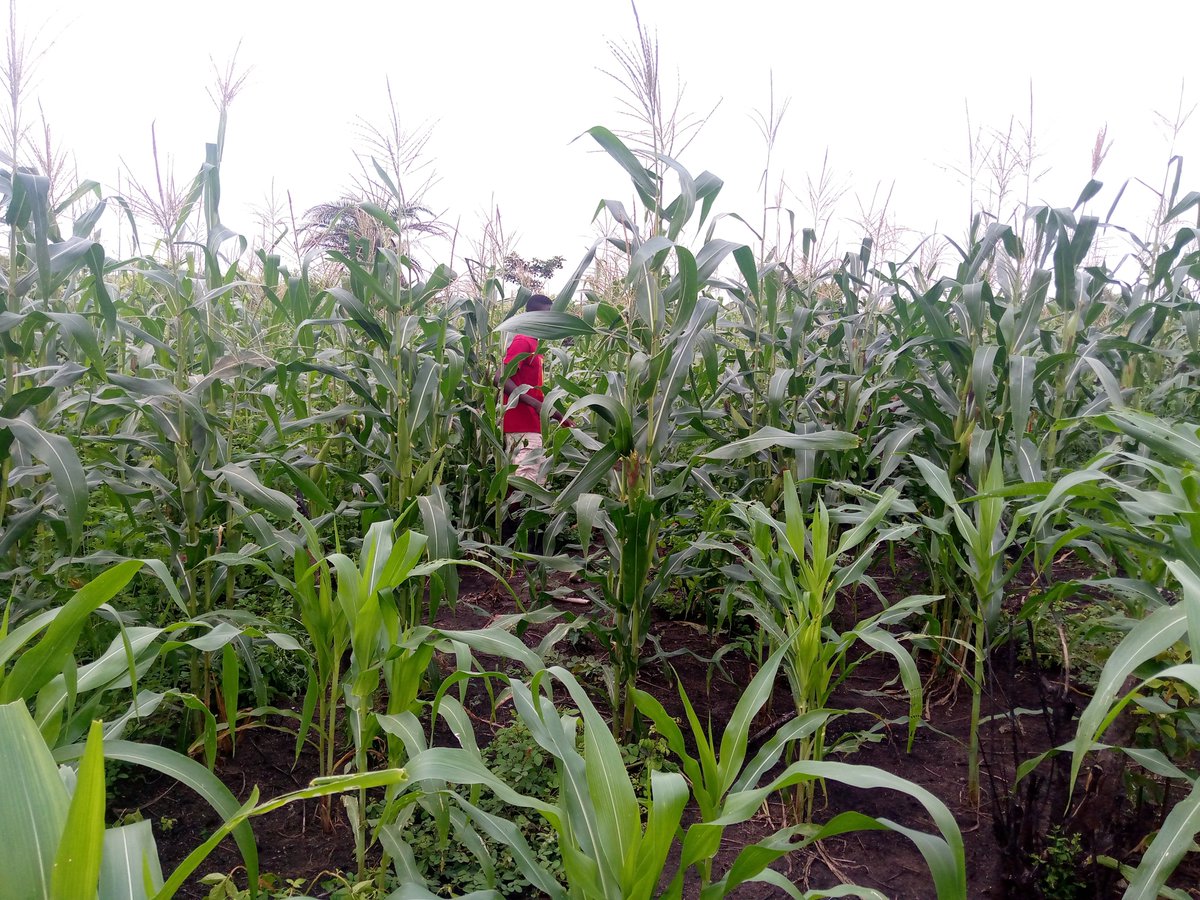 ViFarmsGh's tweet photo. Everything is taking shape now on our maize 🌽 farm. We can't wait to harvest and feed our pigs to produce #leanpork. 

@gea_ghana @NeipGhana @WFP_Ghana @youngabroquah 

#backwardintegration
#ViFarms #yellowcorn #pigfarm #LeanPork #SDGs 
#sustainablefinance #Investinyouth https://t.co/h6TD6Bfj6t