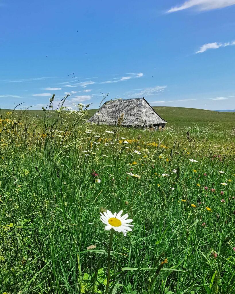 nadasto's tweet photo. Aubrac toujours 💚
À 2h20 de Toulouse, 1200 à 1400m d'altitude, un grand bol d'air...
.
#aubrac #aveyronvivrevrai #aveyronemotion #landscapephotography #igersoccitanie #lundifleuri #igersfrance #countryside #buron #flowerstagram #lundifleuri #biodive… https://t.co/zi08ZBo74z https://t.co/xSL6QqyVwX