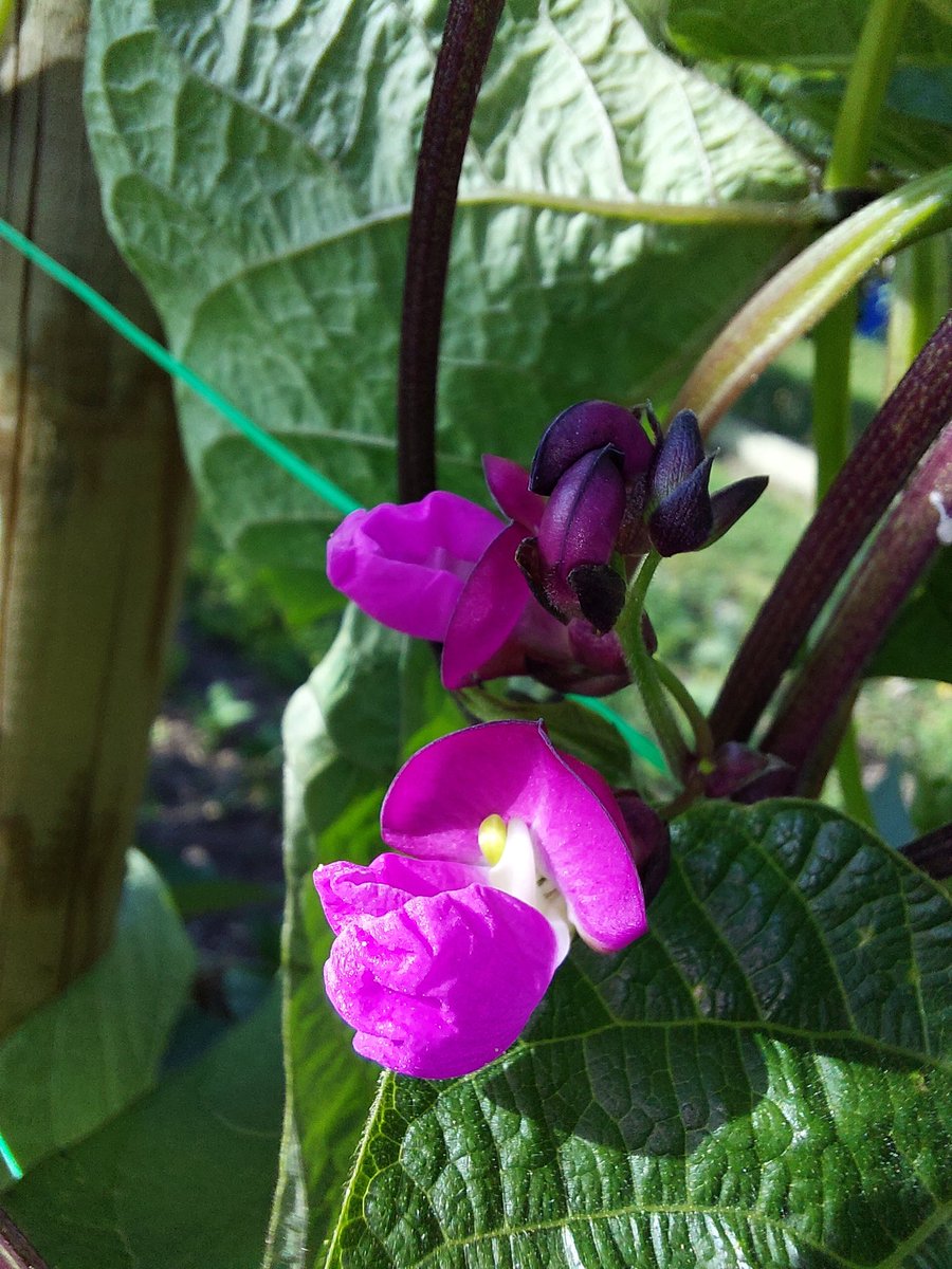 Fermeapicole's tweet photo. Une orchidée ? Non, une fleur d'haricot violet #beens #ecurat https://t.co/dijIChnoLL