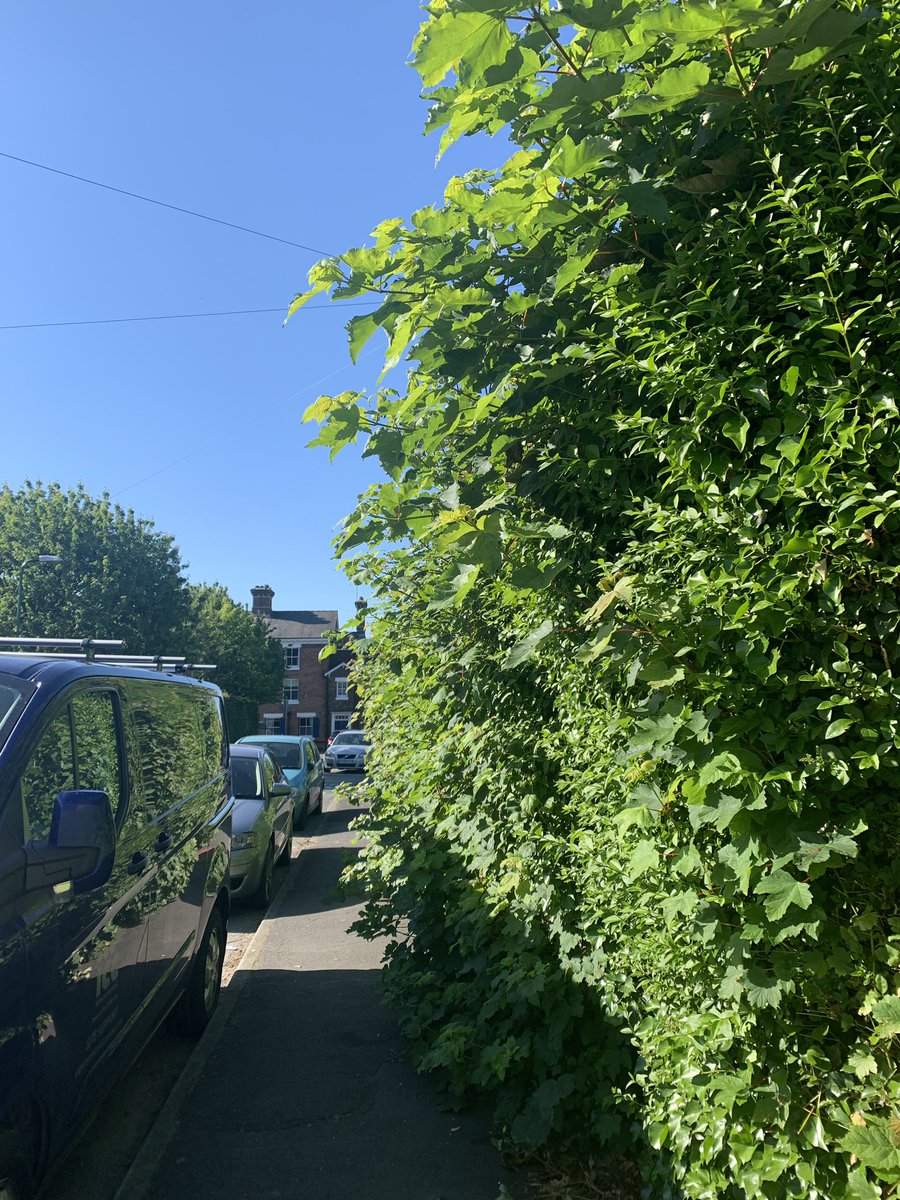jo_cunningham's tweet photo. @ShropCouncil any chance you can cut back the hedge on the pavement by Coton Hill House in Shrewsbury? It’s going to be over the pavement soon! Thanks. https://t.co/Rl7Mc4Dz9A