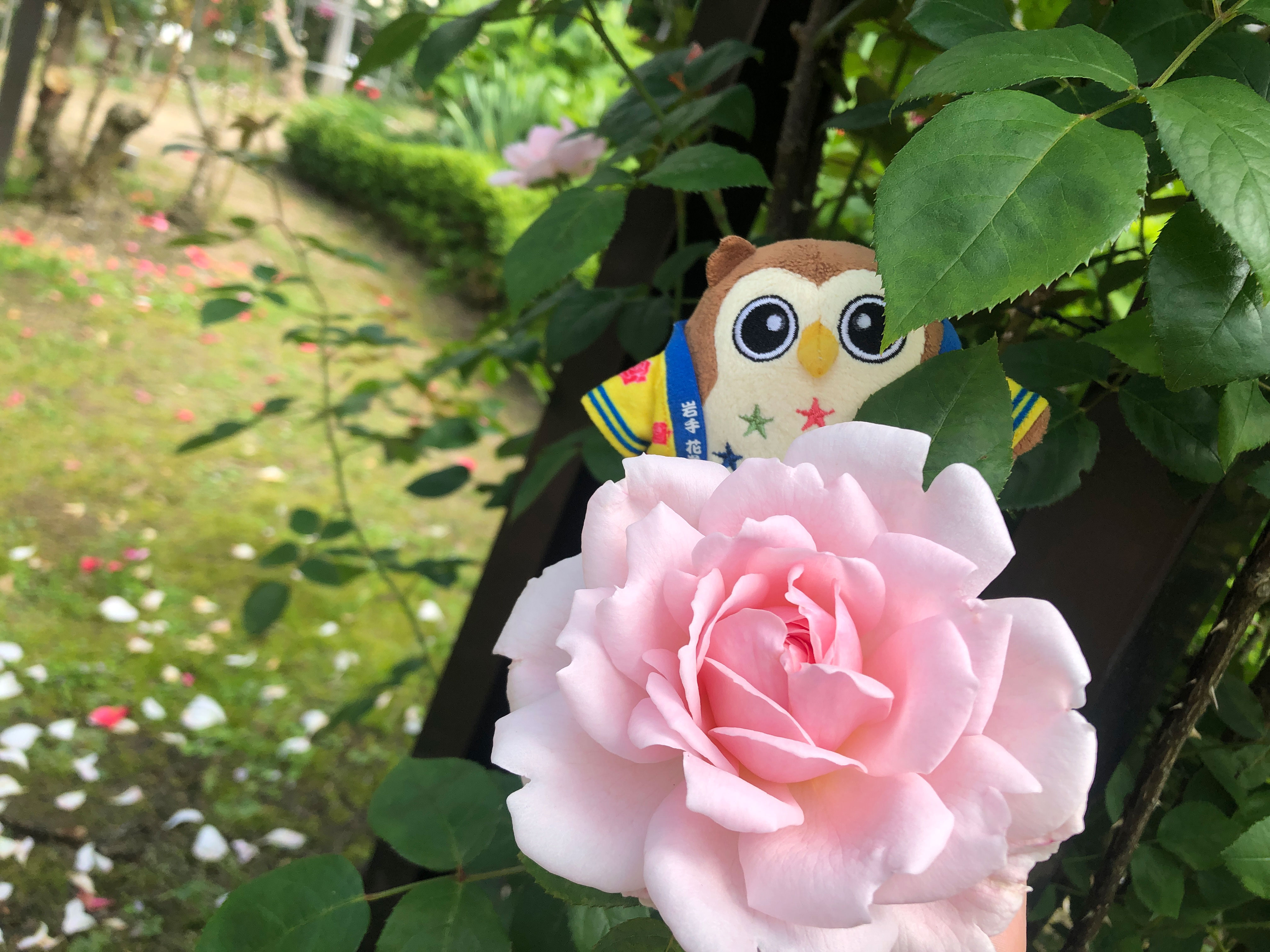 岩手の温泉 花巻温泉 公式 花巻温泉バラ園 開花状況 22 6 14 T Co Rbnrwhr4fm 今日現在 バラ園内全体の開花状況は7 8割となっています 暖かい気温が続けば 6 16頃には1番の見頃を迎えられそうです 花巻温泉 花巻温泉バラ園