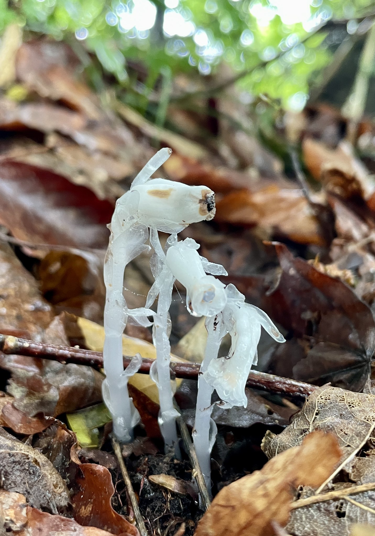 ゆうり Yuuri 8674 39 Twitter