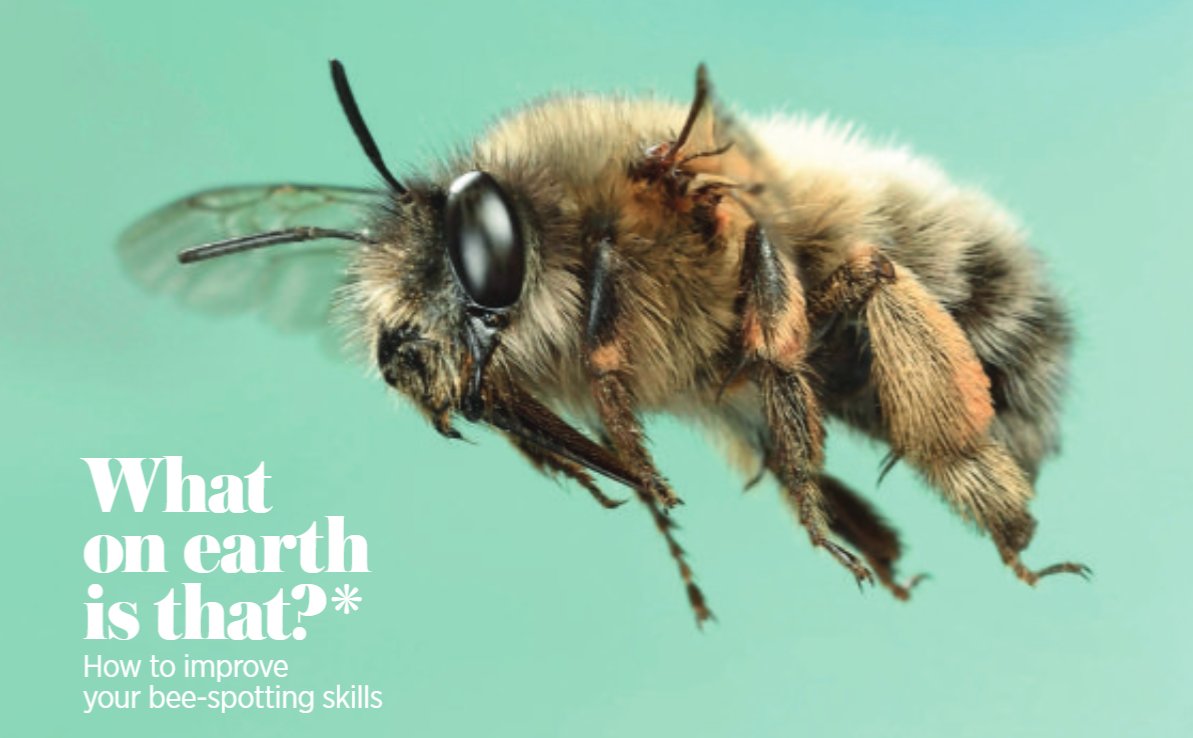 BQ_Mag's tweet photo. Find out some top tips on how to improve your bee-spotting skills, only in our latest issue of BQ!
https://t.co/ucT2ZkKcrn
(It's a hairy-footed flower bee btw)
#Beekeeping #Beekeepers #Bees #Gardening #Gardeners #Nature #Wildlife #Savethebees #BeeSpotting #BeeID #BQ #BQMag https://t.co/E9slgG1rjR