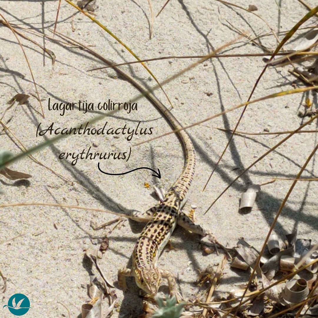 SalinasSPedroPR's tweet photo. 🦎¿A dónde ha ido a parar el color rojo de esta #Lagartijacolirroja (Acanthodactylus erythrurus)? 😱
💕 Durante el celo son las hembras las que intensifican el rojo de su cola, los machos presentan ocelos de color amarillo que les ayuda a protegerse de los depredadores #ConOcelos https://t.co/QY9WoIjW3V