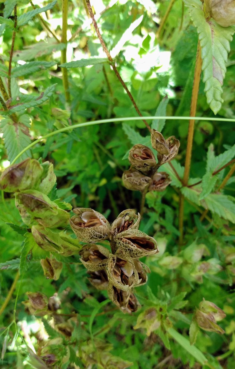 MeadowCreations's tweet photo. Filled to the brim looking like a good year for yellow rattle, large increase in plant numbers this spring and plenty of seed to come. https://t.co/iFleJsiklC