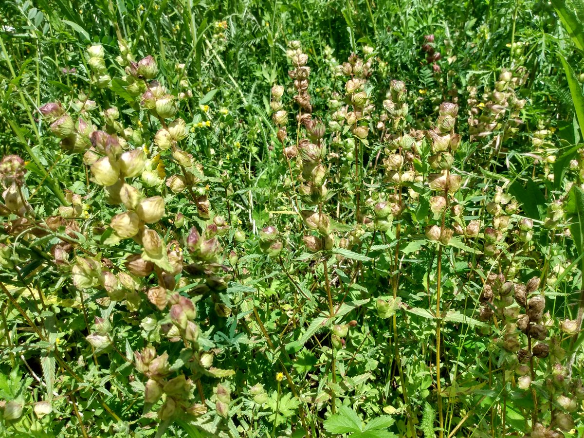 MeadowCreations's tweet photo. Filled to the brim looking like a good year for yellow rattle, large increase in plant numbers this spring and plenty of seed to come. https://t.co/iFleJsiklC