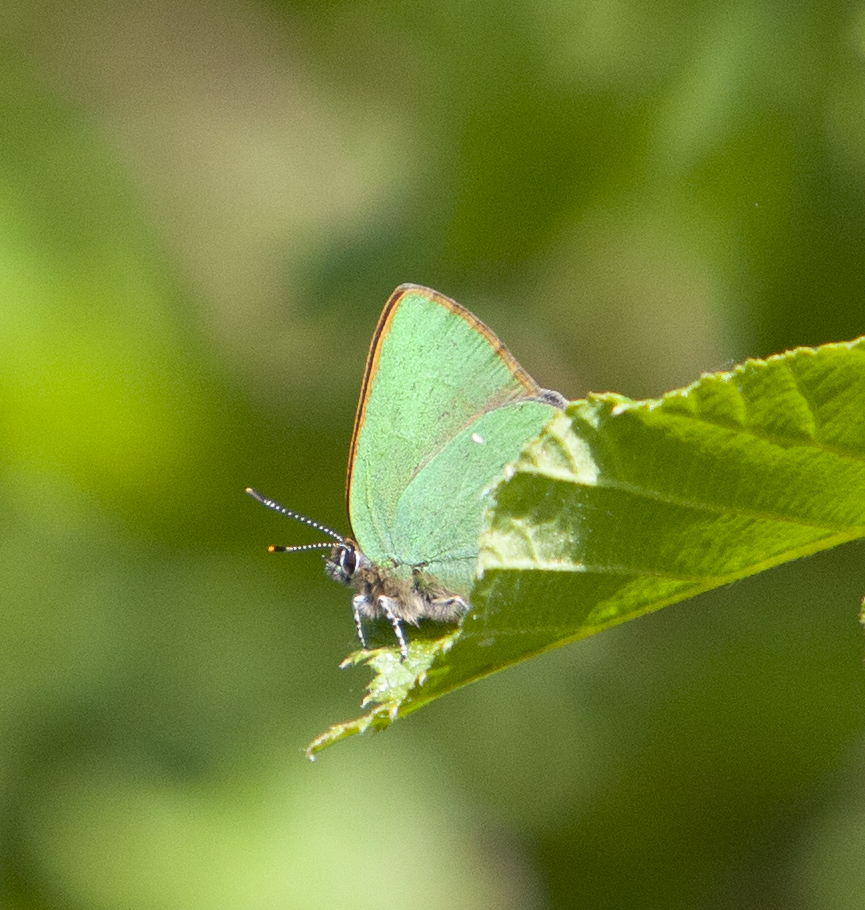Gerrie Abel (@gerrieabel) on Twitter photo Wat doe je als groene vlinder bij de komst van een fotograaf, verstoppertje spelen achter een groen blaadje! #Groentje <a href="/vlinderNL/">De Vlinderstichting</a> Wat doe je als groene vlinder bij de komst van een fotograaf, verstoppertje spelen achter een groen blaadje! #Groentje <a href="/vlinderNL/">De Vlinderstichting</a>