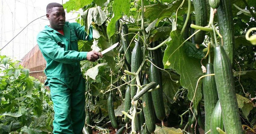 EdenRock89's tweet photo. Good agricultural practices lead to production of good quality yields which guarantees your farm produce get the maximum returns.

Get your Insurance Policy Today 

📍Locations: #Nairobi #Eldoret #Kitale

☎️ Call us on now on :+254 724 953 642 https://t.co/MXOY3DcLe4