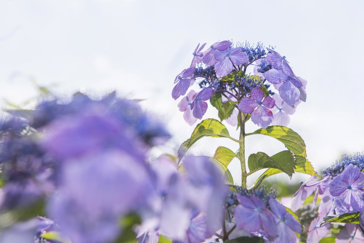 季節の写真紹介 本日は 石神井公園のボート乗り場近くに咲いている ガクアジサイ の写真をお届けします 青や紫などの色をつける紫陽花の繊細な グラデーションがとても綺麗ですね 撮影日 6月12日 日 練馬区 石神井公園 アジサイ 練馬区 練馬区民ニュース