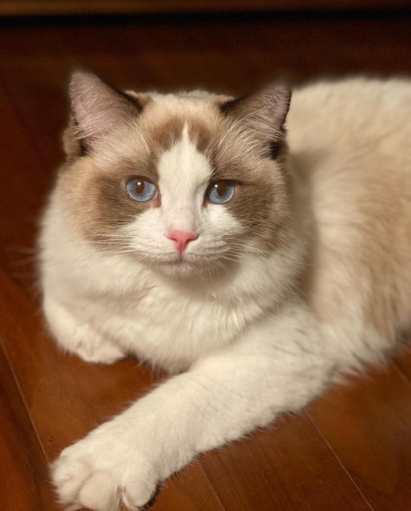 Happy Birthday to the only princess among Lisa s 6L. Gandang pusa ni Lily oh. 