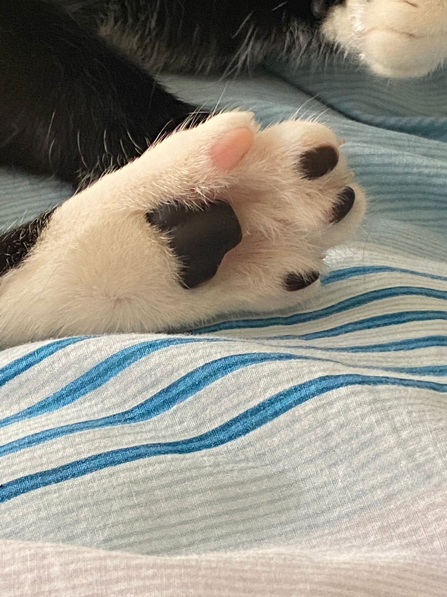 Morning toe beans.