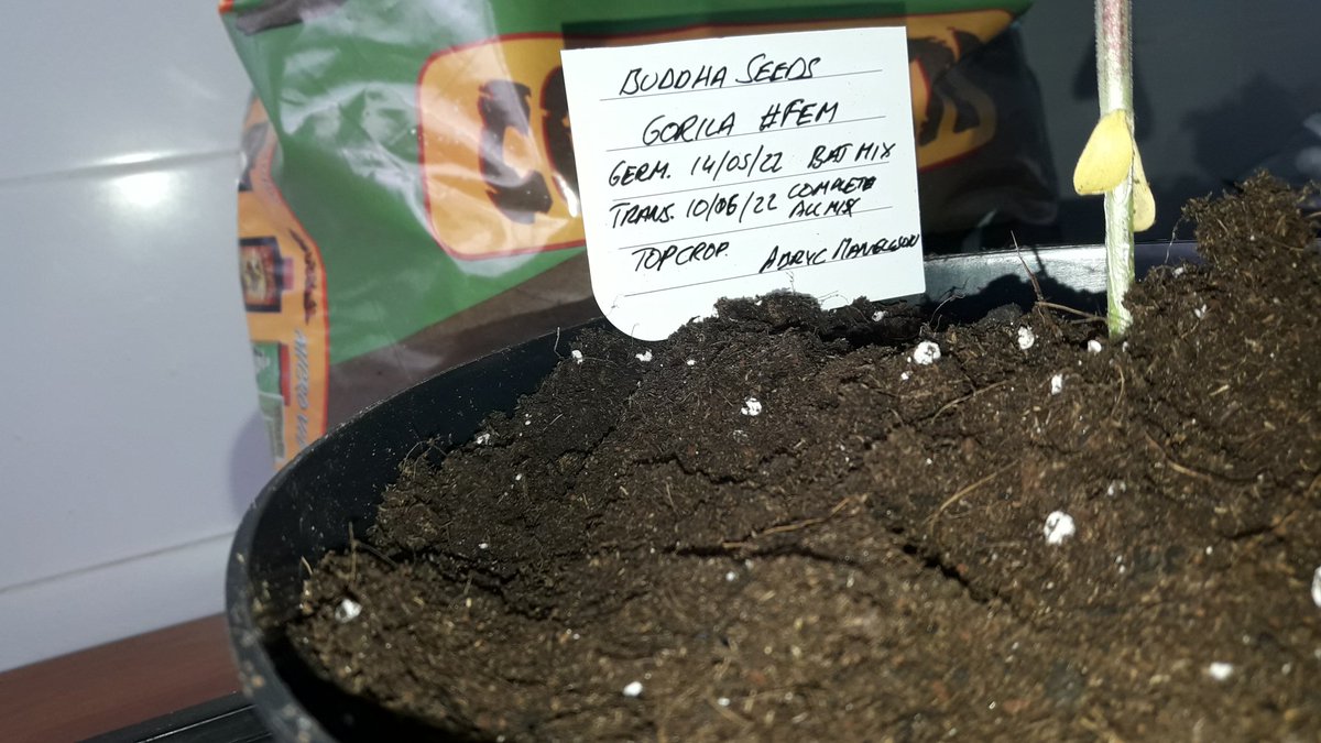 AdrycManellson's tweet photo. Y Verde Mundo, seguimos de #Transplante en #AdrycsCove. Ayer le tocó a #Gorila @BuddhaSeeds, germinadas en #BatMix @PlagronAruba 750cc. se pasaron a #2Gal #CompleteMix #TopCrop.
¿ Te gustan @RaulSantos1981 ?.
#PorLosViejosTiempos 🤣.
Abrazos, Besos y reparte con @Sophie_MJ..🧚♂️😎 https://t.co/o69ctB7XjL