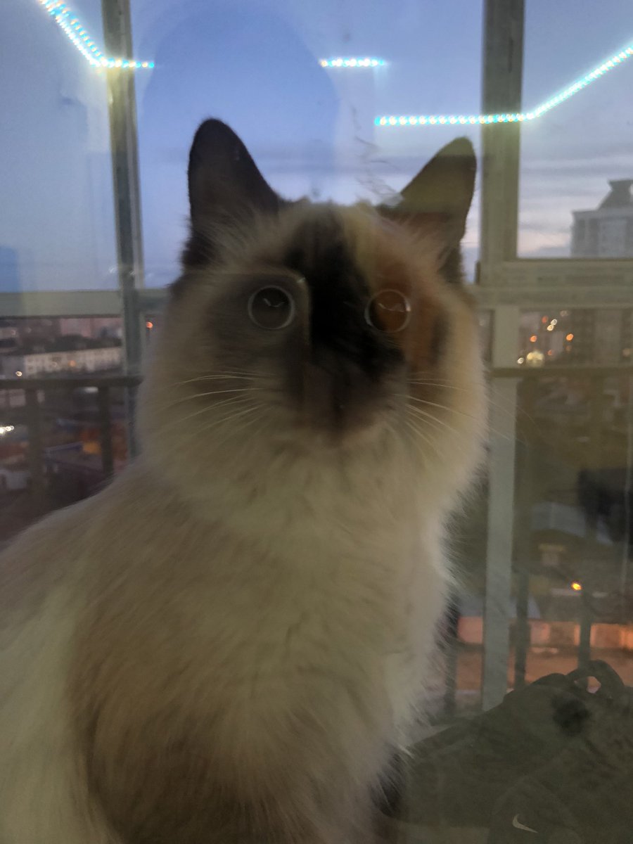 hjelpme's tweet photo. никто не хочет себе маленького друга? 
нашли несколько дней назад
к лотку приучен
ласковый и спокойный
на этой неделе переезжаем, не знаю куда его деть :(
лоток и корм в подарок
#рт https://t.co/JsYiM367El
