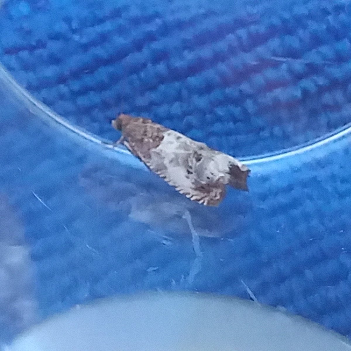 Lots of moths in the #WildAboutWarnham trap last night despite moon. Most v. small &amp; slightly uninspiring.  Pick of the bunch: Great Oak Beauty, Eidophasia messingiella (Bitter-cress Smudge) - new to me + not sure, maybe Notocelia trimaculana (Triple-blotched Bell) <a href="/MOTHIDUK/">UK Moth Identification</a>