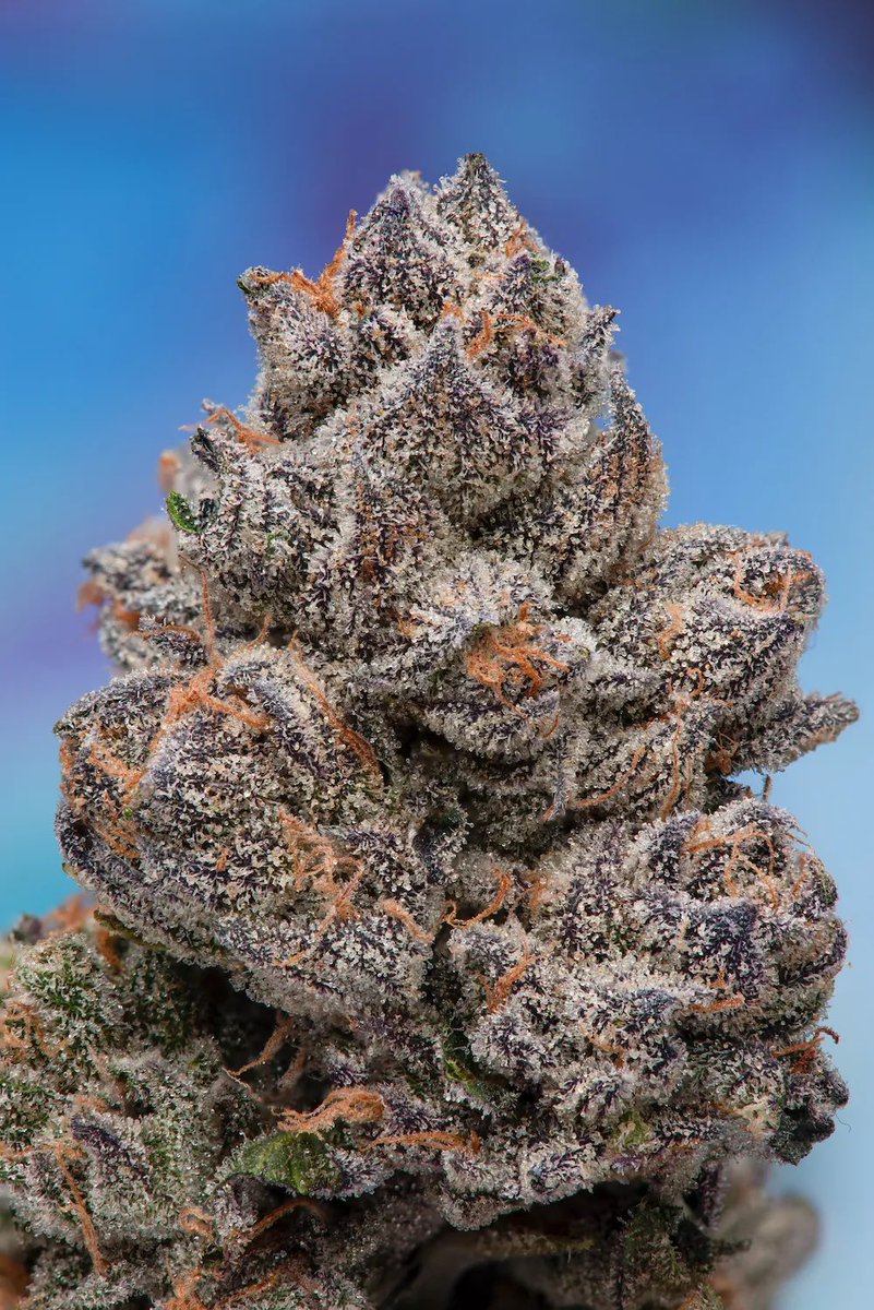 StrainWars.eth tweet media