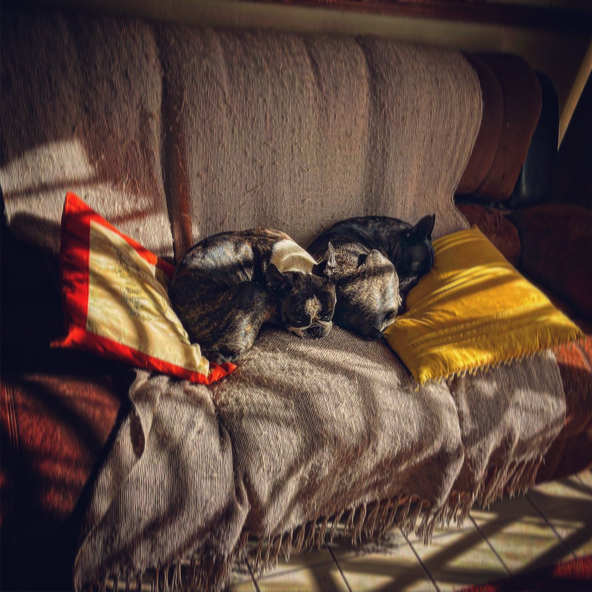 Neeksie's tweet photo. It’s a hard life… the expectations to exist in a cute manner are really high in this house…

And they’re nailing it! 🐾🥰

#furbabies
#bostonterriers 
#home
#bakinginthesun 
#lazylife 
#mybabies
#imnotdistractedyouredistracted 
#dogsofinstagram 
#manifestingmybestlife

#writer https://t.co/LITa9XB5DB