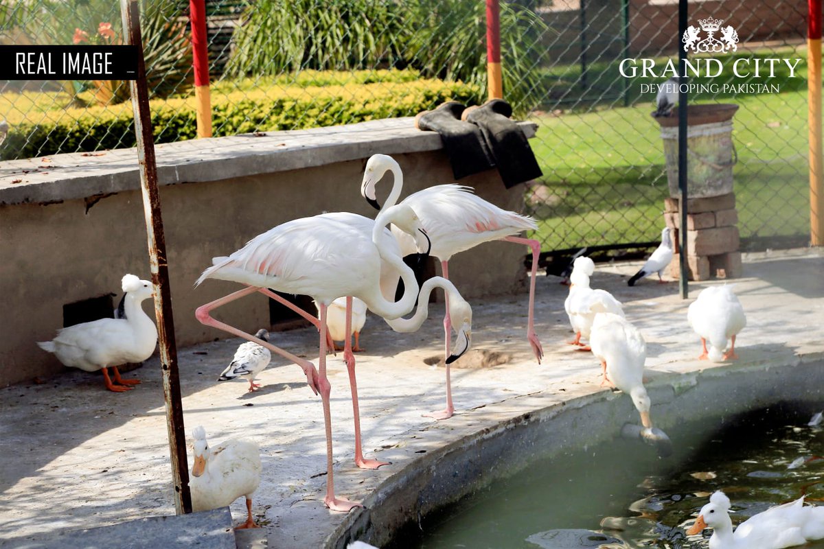 gckofficial's tweet photo. The Modern Amenities &amp; Facilities Provided in Grand City Kharian Appeal to The People of All Ages!
The society is located adjacent to Pabbi National Park which is one of the largest national parks in the country. Its has numerous parks in which residents can enjoy quality time. https://t.co/X644FOi3hQ