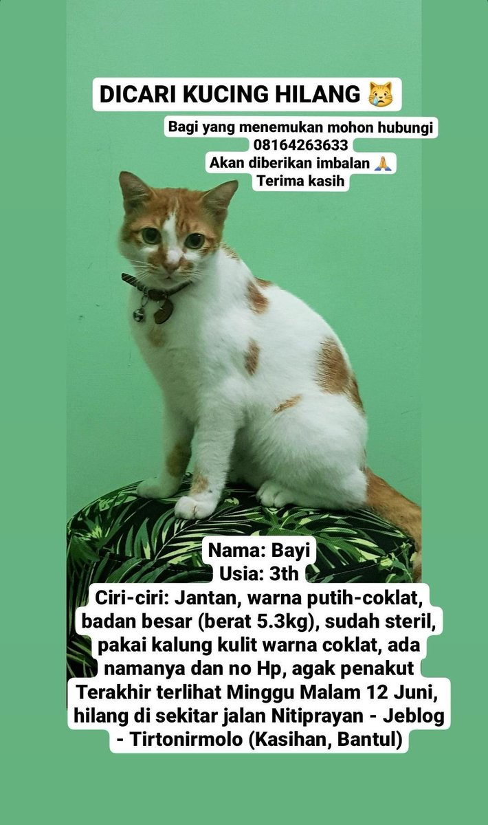 Dicari kucing hilang di area Nitiprayan Tirtonirmolo Jogja. Pakai kalung kulit bertuliskan nama Bayi dan nomor hape pemiliknya. Terakhir di rumah hari Minggu malam  //
<a href="/hidayahsunar/">N a n a</a>