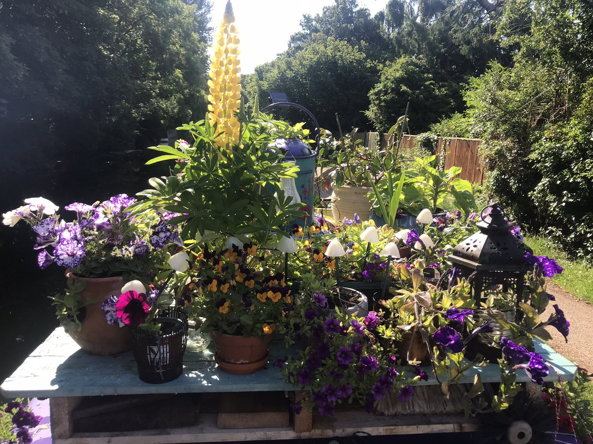 KatieRubyMiller's tweet photo. My narrowboat garden is looking spectacular this year. With so much more to flower I can’t wait to see how it progresses over the summer 🥰

#narrowboat #narrowboatlife #narrowboatgarden #floatinggarden #boatsinbloom #canallife #boating #flowersinbloom https://t.co/pZg2YOLYns