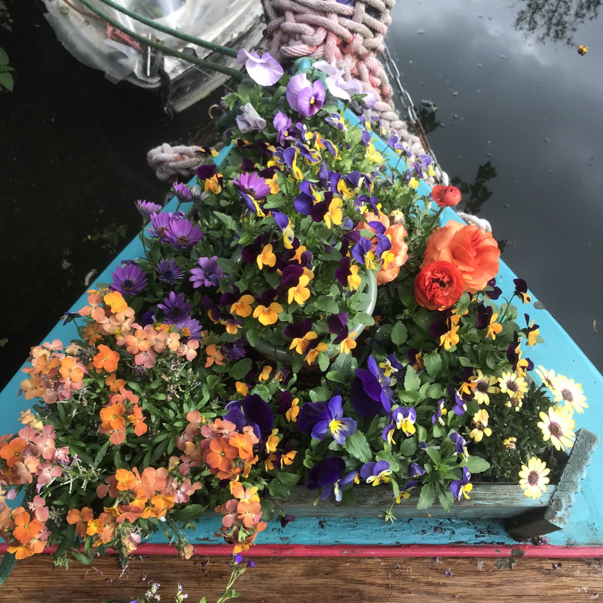 KatieRubyMiller's tweet photo. My narrowboat garden is looking spectacular this year. With so much more to flower I can’t wait to see how it progresses over the summer 🥰

#narrowboat #narrowboatlife #narrowboatgarden #floatinggarden #boatsinbloom #canallife #boating #flowersinbloom https://t.co/pZg2YOLYns