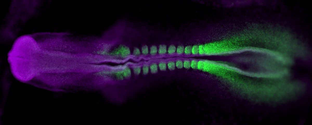 Marcos Simões-Costa @cornell will talk about the regulatory circuits deployed during development and how to study this in vivo and in vitro #2022SDB #EvoDevo2022