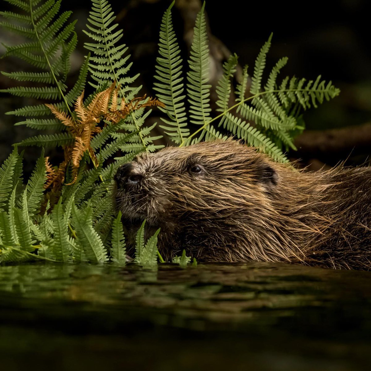 We continue our showcase of your #naturephotos, and today it's this atmospheric shot from @haucksie (Instagram) of a beaver resting beside some bracken growing on the water's edge. We love the contrast of wet fur and ferns!  
​
​📷 image by @haucksie  ow.ly/JjA350JtM3c