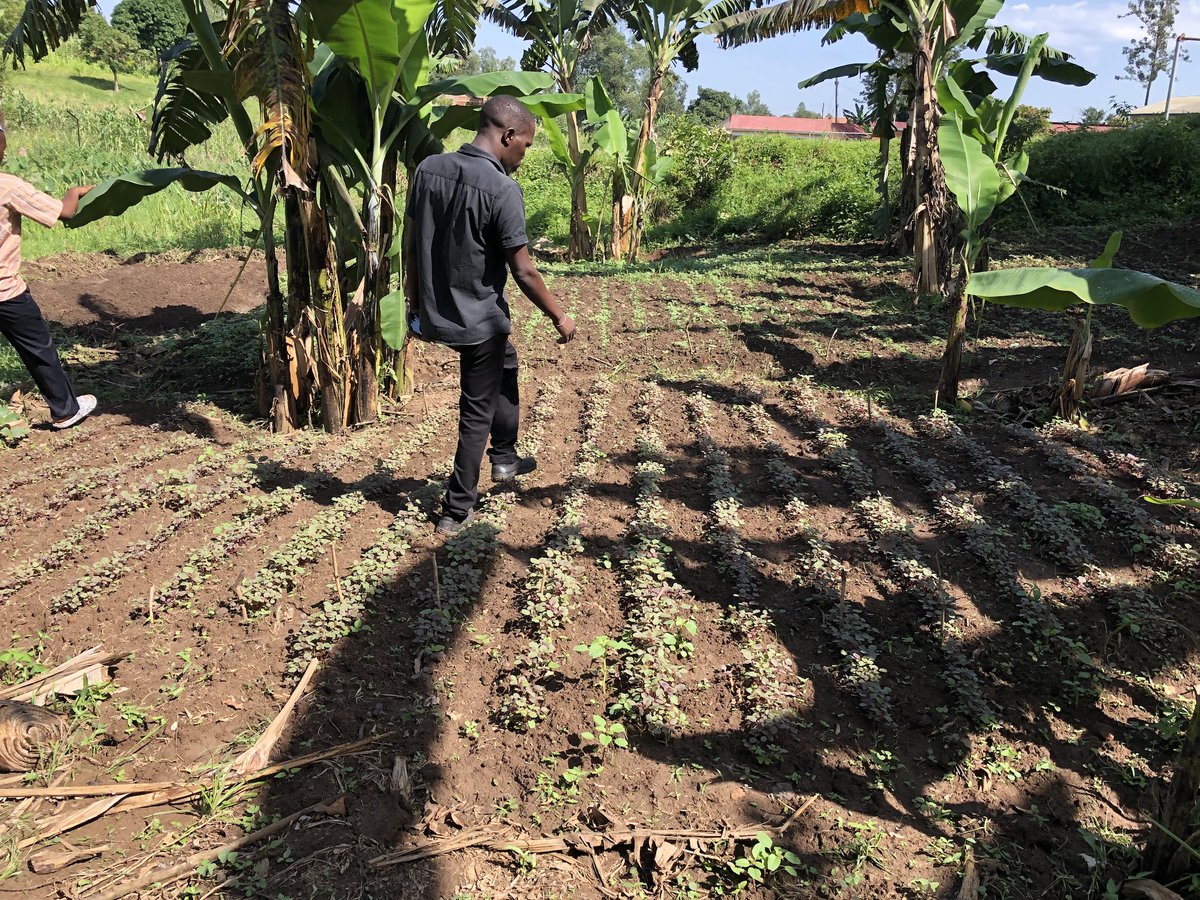 Take a look inside our farming program at the Hadassah School, where we are teaching students to grow vegetables, allowing the school to provide a more balanced meal while teaching students best farming practices. 

ow.ly/SozU50Jw8br

#urbanfarming #farmingeducation #uganda