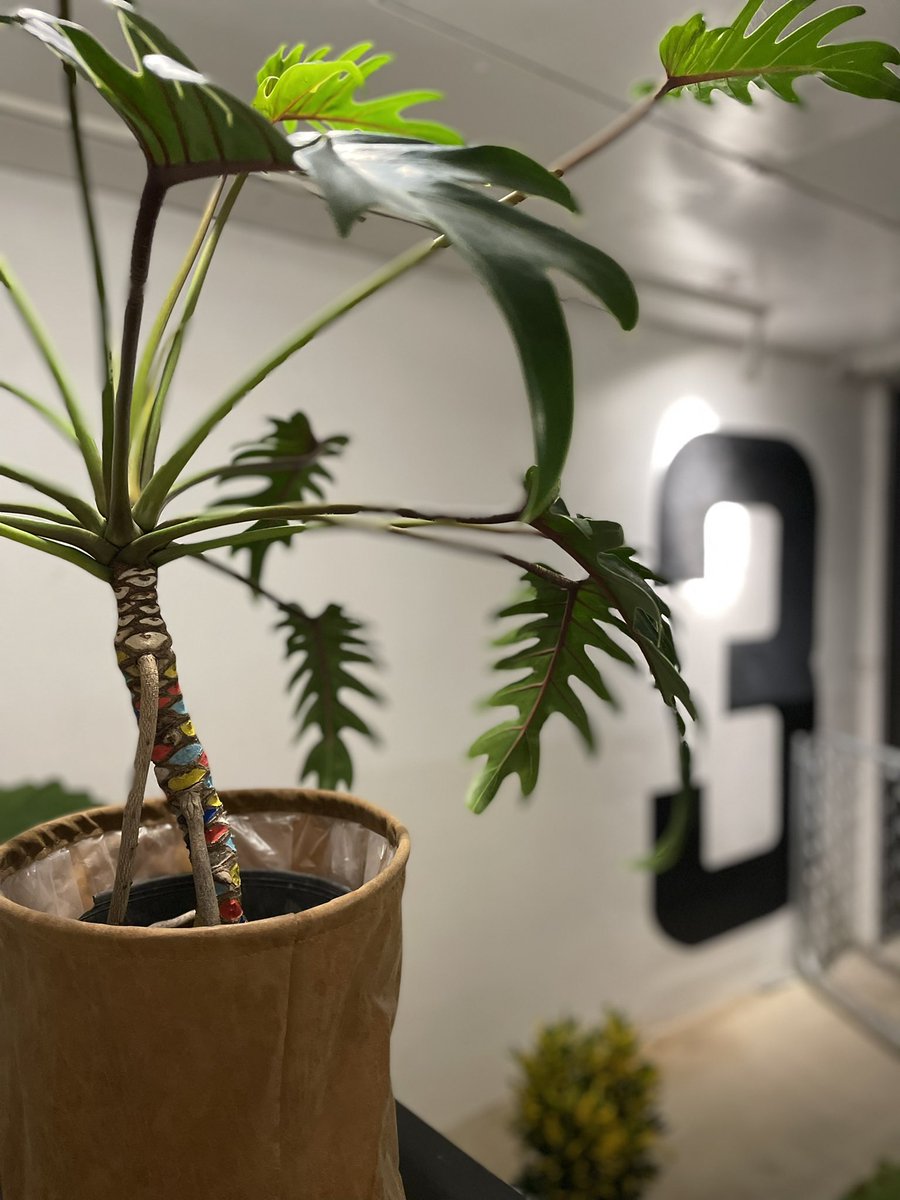 todohyo's tweet photo. ここ二日間��ガレージにどっぷり
#share #sharetoyooka #playwell #tinybotanicgarage https://t.co/t3kVBVligj