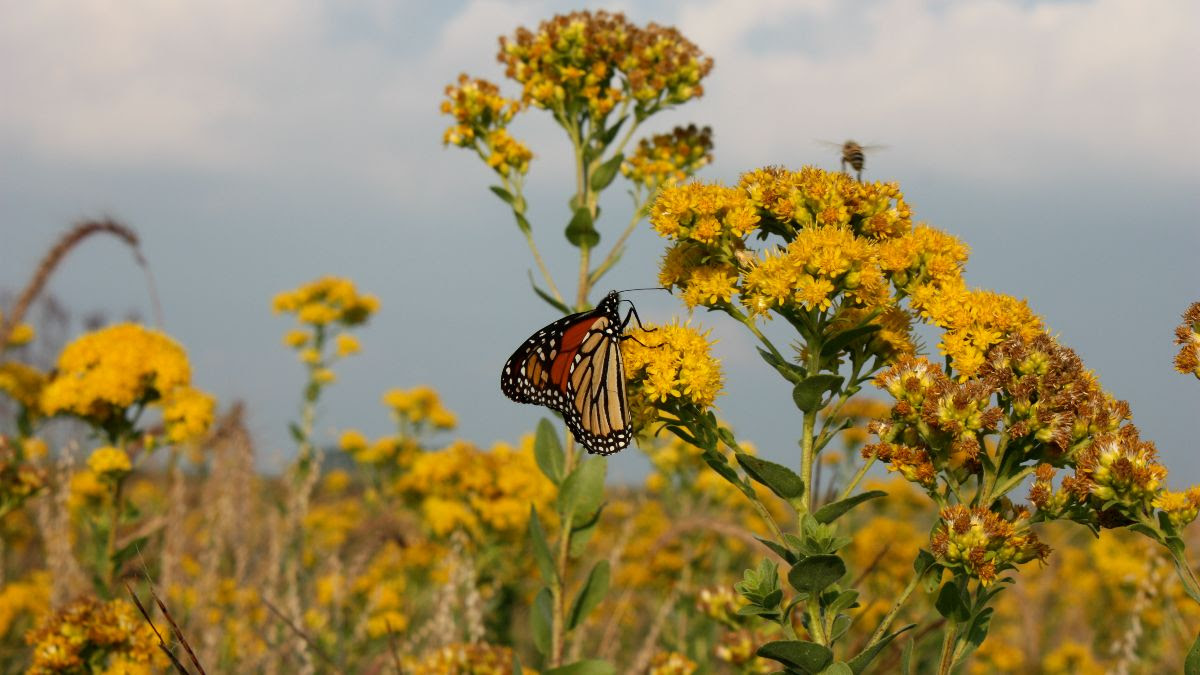 This month's #RestorationStory features a 23-year restoration project in eastern Iowa (USA), which is working to restore a plot of marginal agricultural land into a productive tallgrass #PrairieEcosystem.  

ser.org/news/605961/Re…

#EcosystemRestoration #GenerationRestoration