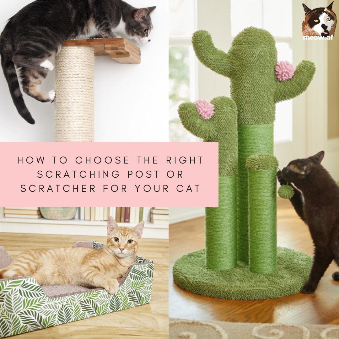 MeowAsFluff's tweet photo. If you have a #cat, then you should have a #scratchingpost or a #scratcher — it’s really that simple! Thankfully, we're here to help you choose the right one for your cat!
https://t.co/gRY8XzYmcb ❤😺❤ #catbehavior #catbehaviorist #catlover #catlovers #catsoftwitter #purrfect https://t.co/ChVaBa1b7a