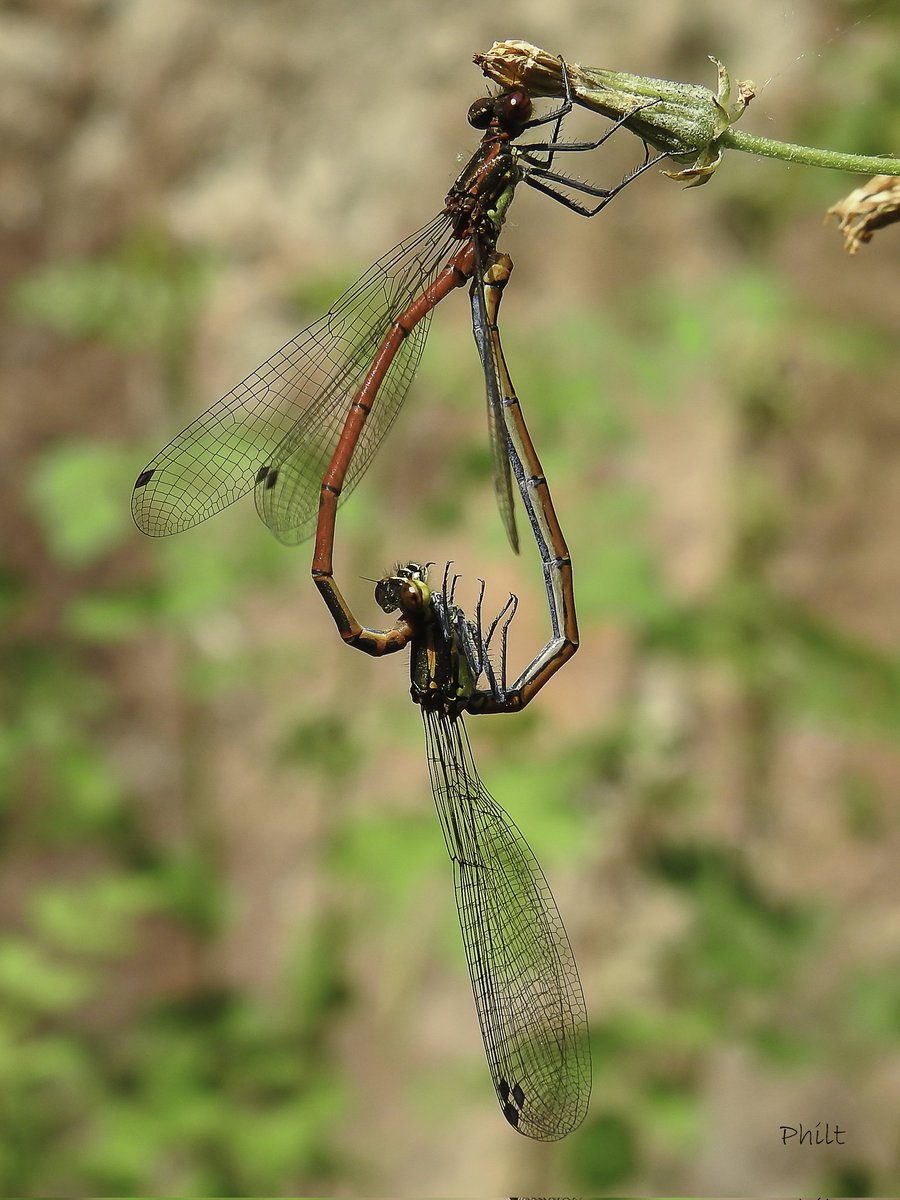 Nymphe au corps de feu 
#chateauastros #insect #insecte #macro #libellule #dragonfly #macro_ir #universal_macro #macro_delight #soul_made_macro #ig_macro_clicks #joyful_macro #macro_freaks #rebel_macro #wms_macro #asi_es_macro #uwn_insect #total_dragonflies #exquisitepics20_macro