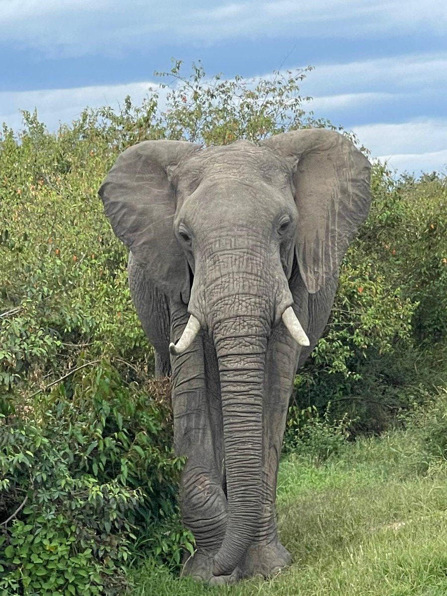 RoseHulman's tweet photo. Students participating in this summer's Kenya-Global Engineering and the Social Context trip are getting quite an educational adventure. Enjoy! #rosehulman https://t.co/slmjMcbxdF