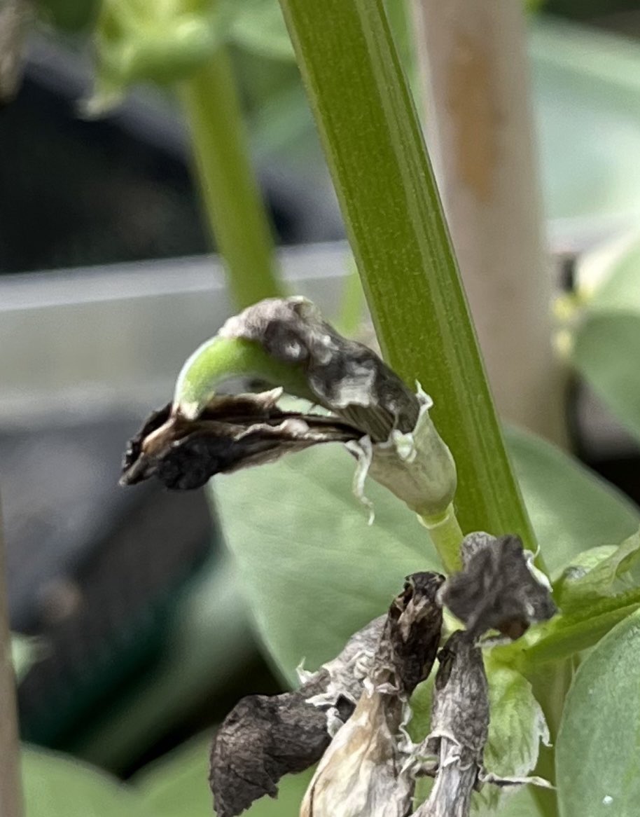 We spotted these beans today, our first ones!