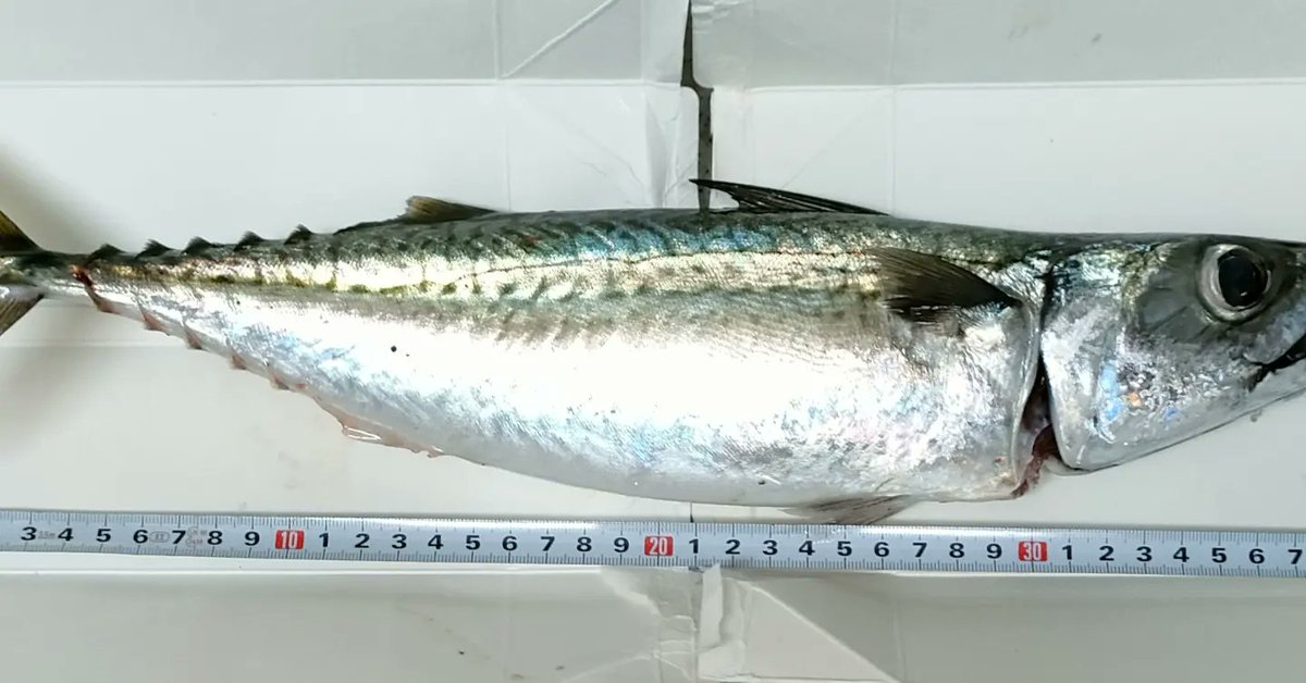 silver_250's tweet photo. 本日メタルジグ（ルアー）で釣ったお初の魚達🐟。一匹目サバ40cm（自己最長）その後、エソ47cm（記録更新✨）その他コノシロ？

今日は過去最多の当たりが合ったが、バラし多数、、魚釣り奥深し…

餌でも釣れんのにルアーでこんなに魚が掛かると思わんかった…🤯 https://t.co/QYL0DZecJR