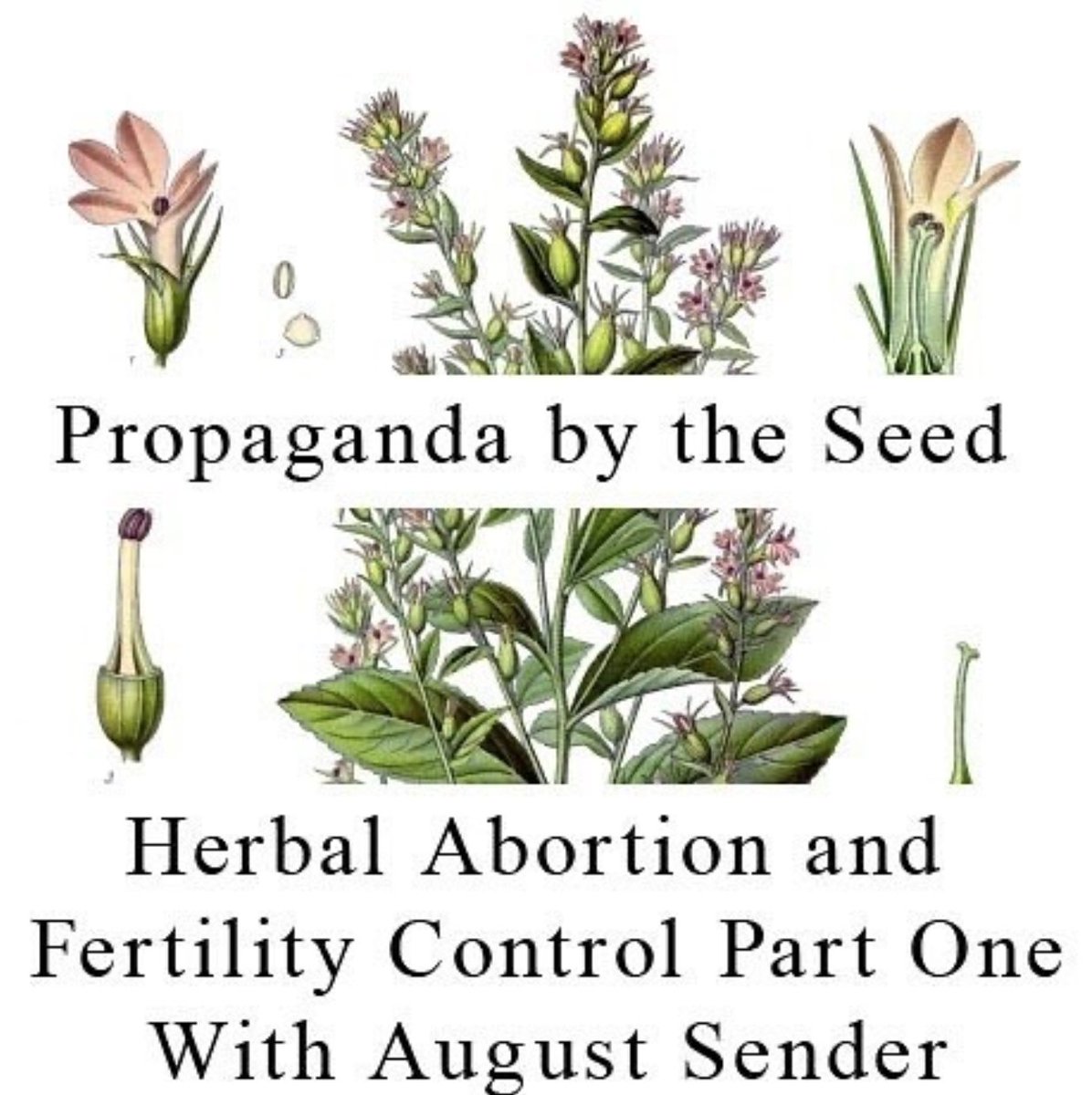 PBTS_Pod's tweet image. Propaganda By The Seed
Herbal Abortion &amp;amp; Fertility Control (Part 1)
w/ August Sender

propagandabytheseed.libsyn.com/herbal-abortio…