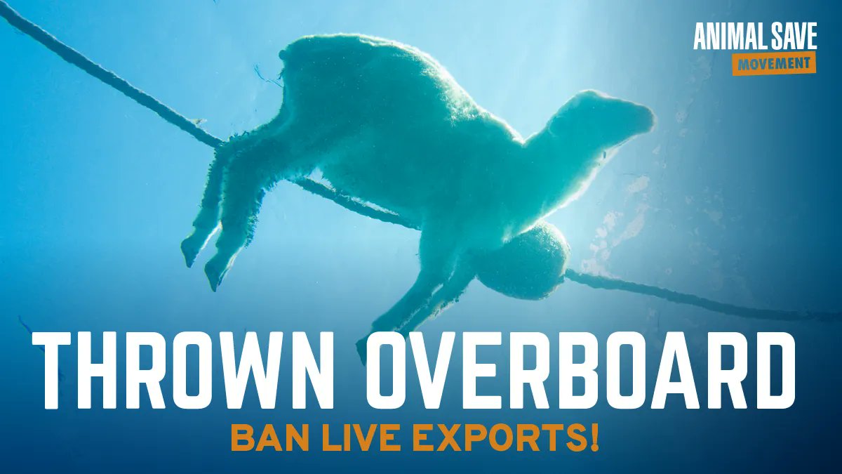 AnimalSaveCA's tweet image. On June 14 we remember the 13,000 sheep who lost their lives at sea while exported on Trust1 ship. Long-distance transport causes unimaginable suffering to millions of animals.

@EUAgri @EU_Health LISTEN to demands of your citizens #BanLiveExports