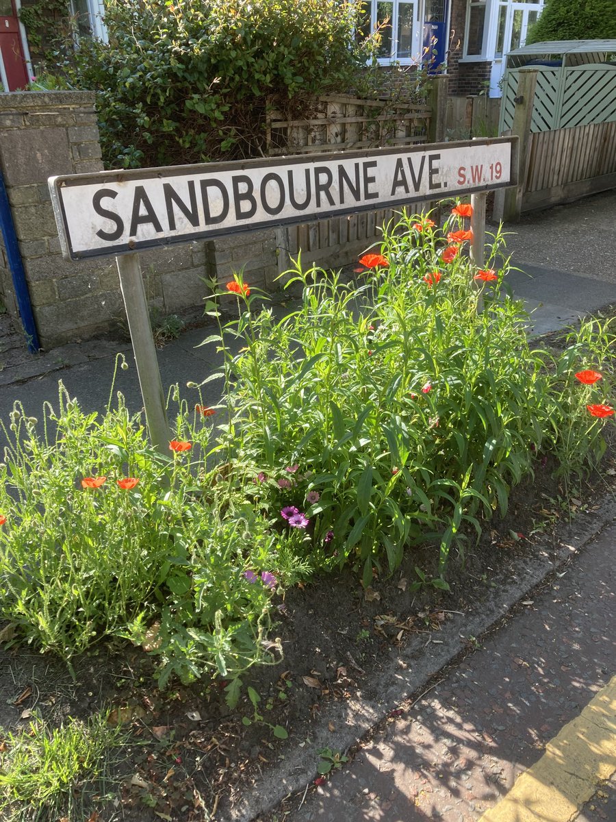 Only a tiny bit of verge - but bringing colour and life to what would otherwise be mown or strimmed roadside grass. Lots of great examples locally but scope for lots more. ⁦<a href="/SustainableMert/">Sustainable Merton</a>⁩ ⁦<a href="/ClimateMerton/">Merton's Climate Action Group</a>⁩ ⁦<a href="/friends_earth/">Friends of the Earth</a>⁩ #airquality #greeningmerton