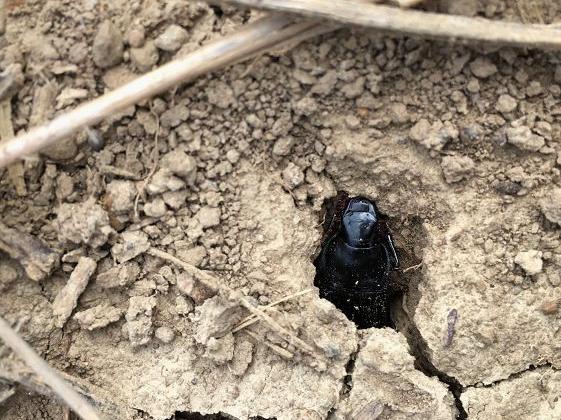 Great to collaborate with Penn State <a href="/jftooker/">John Tooker</a> <a href="/elizabethrowen/">Elizabeth Rowen</a> <a href="/bikebugz/">Kirsten Pearsons</a> on this research showing that biological control from arthropods, supported by cover crops, was more effective at reducing pest density than insecticides.  doi.org/10.1002/eap.25… Photo: Elizabeth Rowen