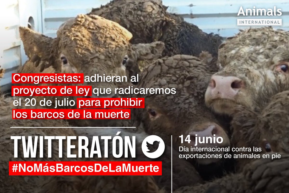 andreanimalidad's tweet photo. Hoy es el Día mundial contra la exportación de animales vivos: un negocio extremadamente cruel e innecesario en el que participa Colombia. Invito a congresistas de todos los partidos a suscribir el PL que radicaremos el 20J para prohibir progresivamente esta crueldad. https://t.co/BoLpzN6VSj