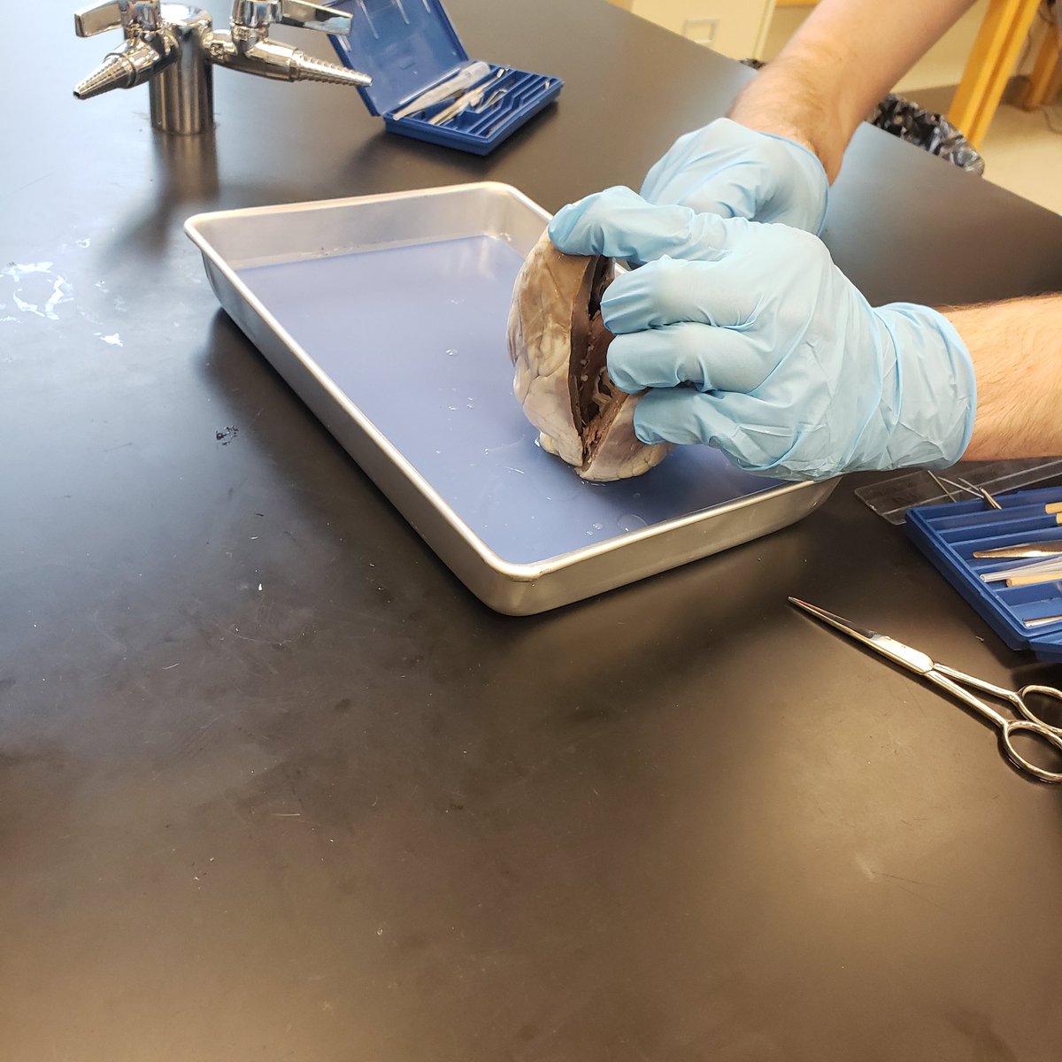 JDougansTeaches's tweet photo. DISSECTION TIME! #iTeachAPBio #FetalPig #SheepHeart #MoreSpecimensComing https://t.co/8jQEcDKahh