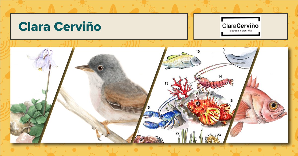 @ClaraCervino is a biologist, science illustrator and instructor at @illustraciencia. claracervino.com