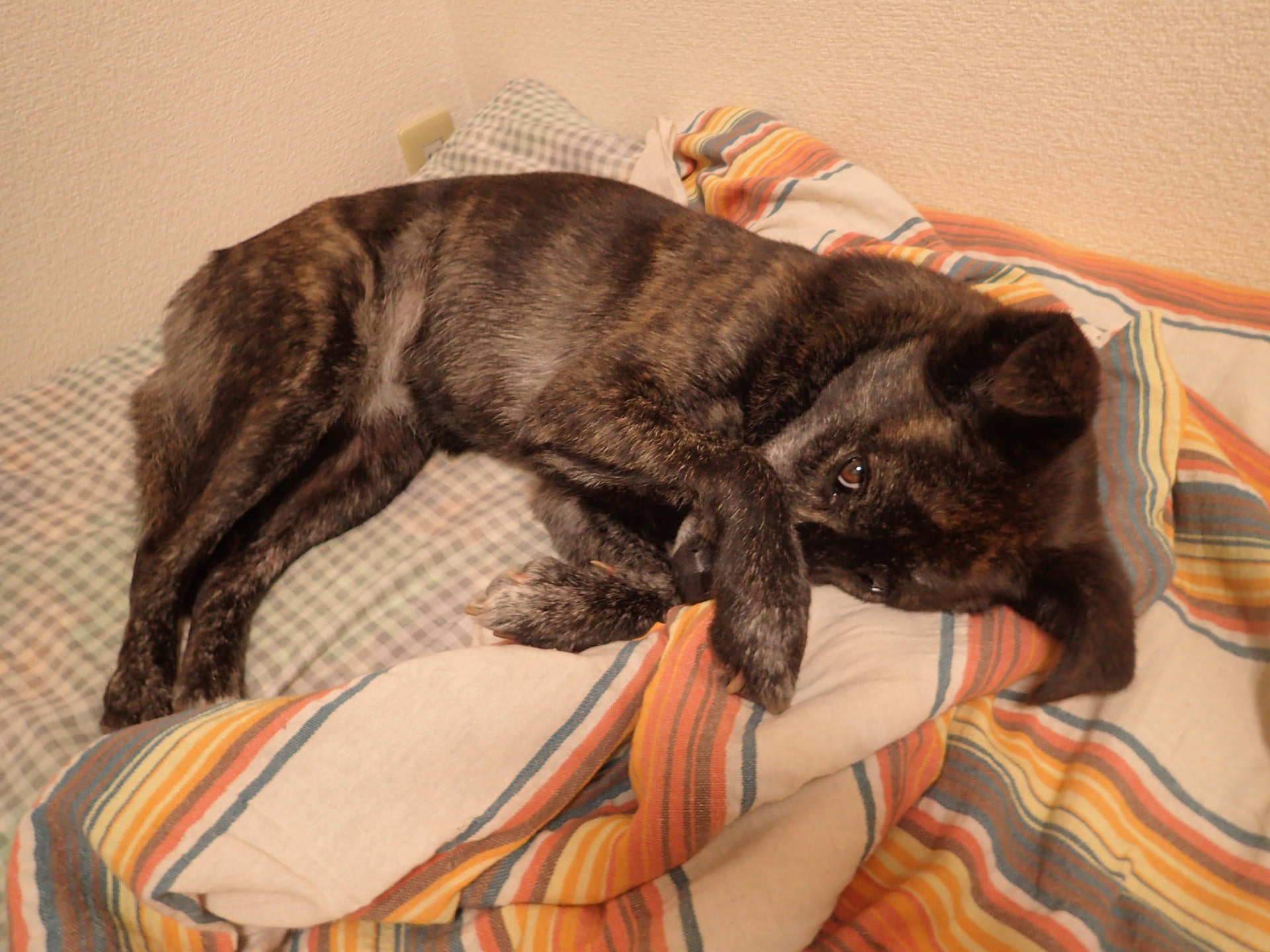 晶 さ よ てめぇ 甲斐犬ミックス 雑種犬 犬のいる幸せ T Co Jovwtohkr1 Twitter