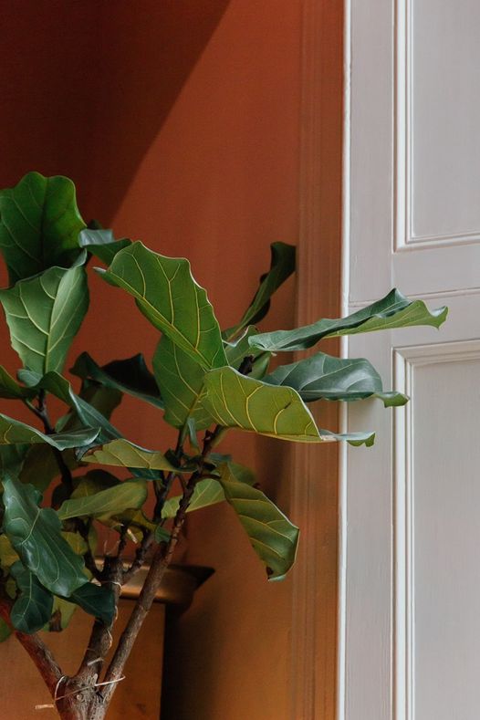 PolyFalmouth's tweet photo. The plants in our cafe are loving the sun! Pop in for a coffee. Solskinn is open 10am-5pm Tuesday to Thursday, 10am-Late Friday &amp; Saturday, and 10am-4pm on Sundays #coffee #cocktails #brunchclub #solskinn #cafefalmouth #cafeaesthetic #wesup https://t.co/RxGdQ42MDg