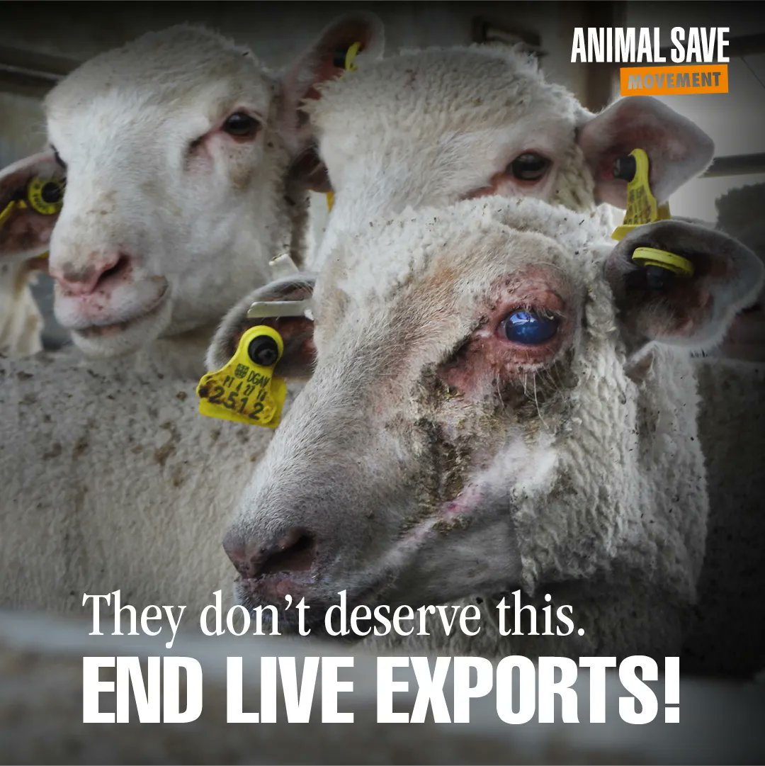 AnimalSaveCA's tweet image. How many more animals must suffer from the inadequacies of lax transport regulations? How many more avoidable disasters must animals endure? 
 
I join thousands of citizens across the world calling to #BanLiveExports
@EUAgri @EU_Health please listen?