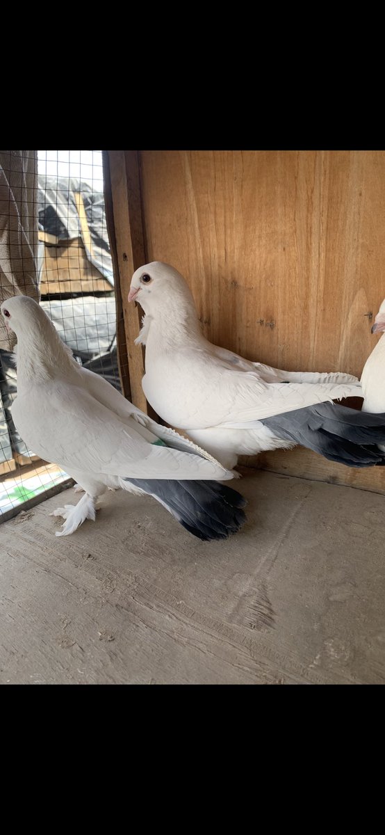 SammanFarm's tweet image. الموقع / الرياض - السلي 
ثلاث طواير سوريات (قويزات ) ابيض صك الذيل لون ازرق 
الطواير جاهزة للانتاج 
طيرتين منهم بوردة على الصدر وسرولة 
الطيرة الثالثة بدون وردة وبدون سرولة وفيها ريشتين سود في الرقبة من الخلف 
البيع على السوم 
يوجد توصيل بمعرفتي وعلى حساب المشتري