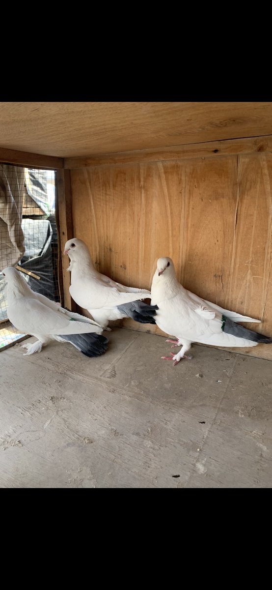 SammanFarm's tweet image. الموقع / الرياض - السلي 
ثلاث طواير سوريات (قويزات ) ابيض صك الذيل لون ازرق 
الطواير جاهزة للانتاج 
طيرتين منهم بوردة على الصدر وسرولة 
الطيرة الثالثة بدون وردة وبدون سرولة وفيها ريشتين سود في الرقبة من الخلف 
البيع على السوم 
يوجد توصيل بمعرفتي وعلى حساب المشتري