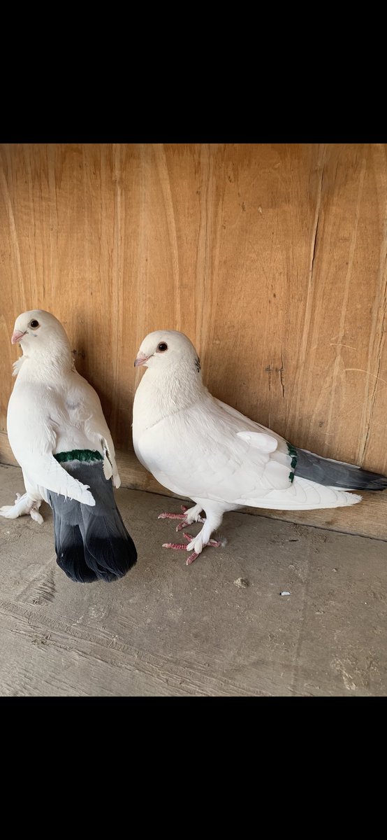 SammanFarm's tweet image. الموقع / الرياض - السلي 
ثلاث طواير سوريات (قويزات ) ابيض صك الذيل لون ازرق 
الطواير جاهزة للانتاج 
طيرتين منهم بوردة على الصدر وسرولة 
الطيرة الثالثة بدون وردة وبدون سرولة وفيها ريشتين سود في الرقبة من الخلف 
البيع على السوم 
يوجد توصيل بمعرفتي وعلى حساب المشتري