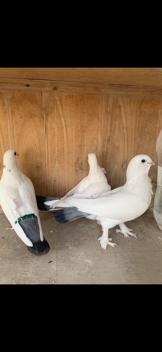 SammanFarm's tweet image. الموقع / الرياض - السلي 
ثلاث طواير سوريات (قويزات ) ابيض صك الذيل لون ازرق 
الطواير جاهزة للانتاج 
طيرتين منهم بوردة على الصدر وسرولة 
الطيرة الثالثة بدون وردة وبدون سرولة وفيها ريشتين سود في الرقبة من الخلف 
البيع على السوم 
يوجد توصيل بمعرفتي وعلى حساب المشتري